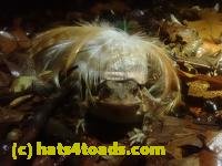/home//u458753944/public_html/sourcegallery////////////////McKaig Nature Center/2024-09-27/P9271601.JPG